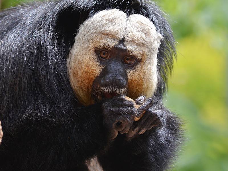 White-faced Saki