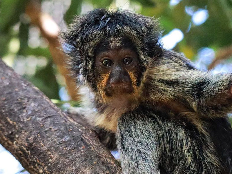 Conoce a nuestras especies protagonistas del día de los primates