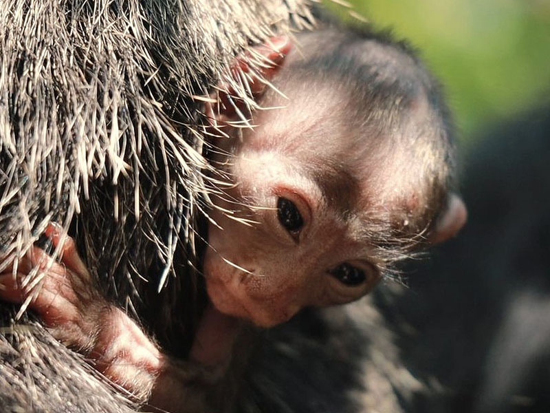 “Baby boom” de nacimientos en primavera