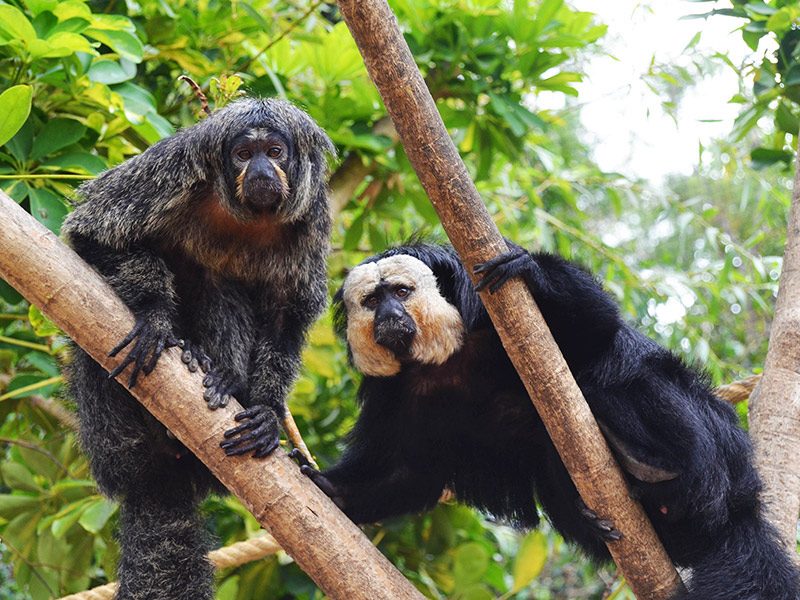 White-faced Saki