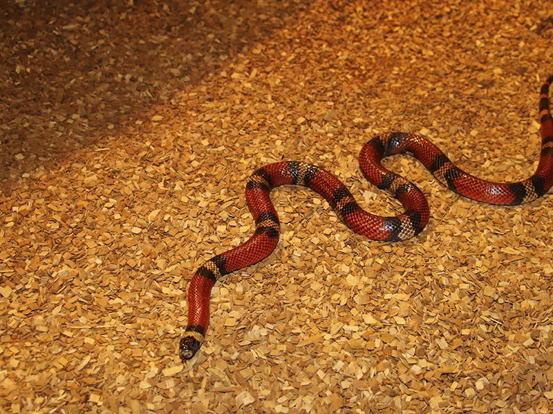 False Coral Snake