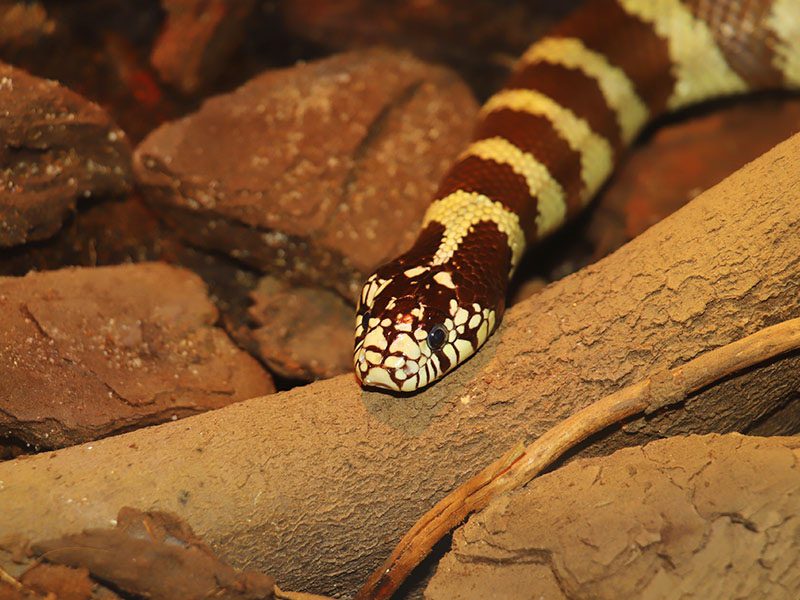 Serpiente Rey de California