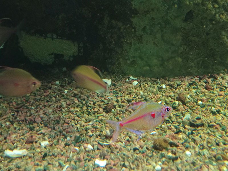 Tetra corazón sangrante
