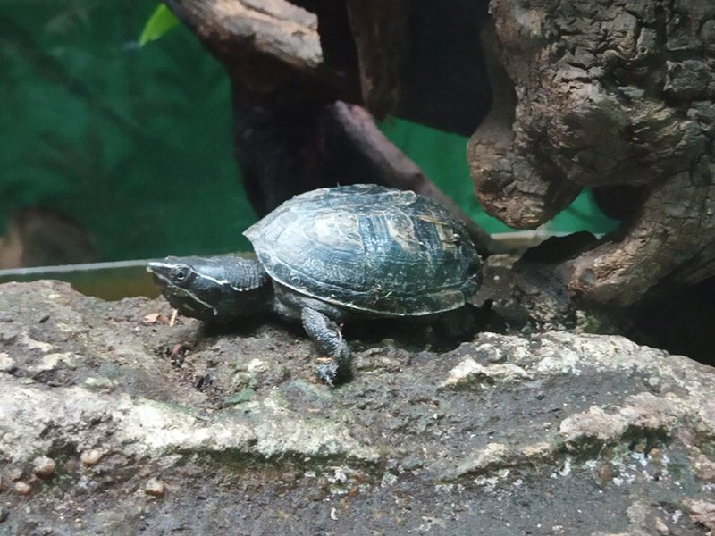 Tortuga almizclera
