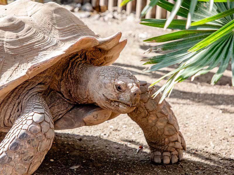 Tortuga de espolones africana