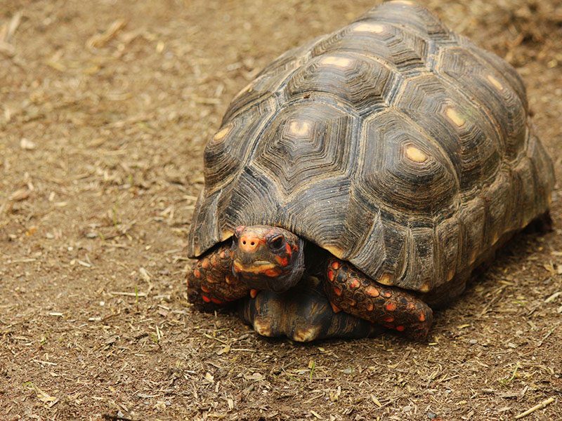 Tortuga de patas rojas
