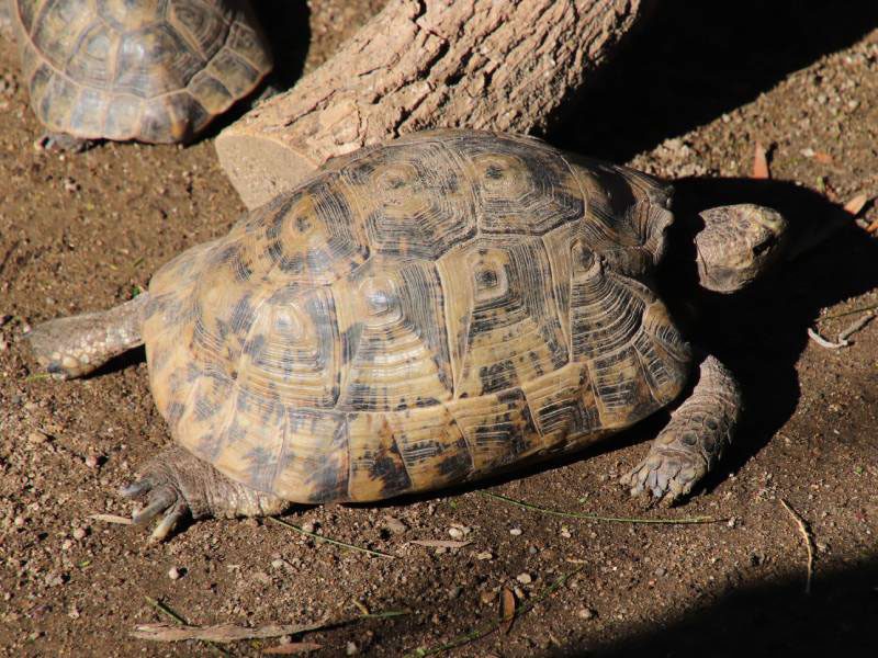 Tortuga mora