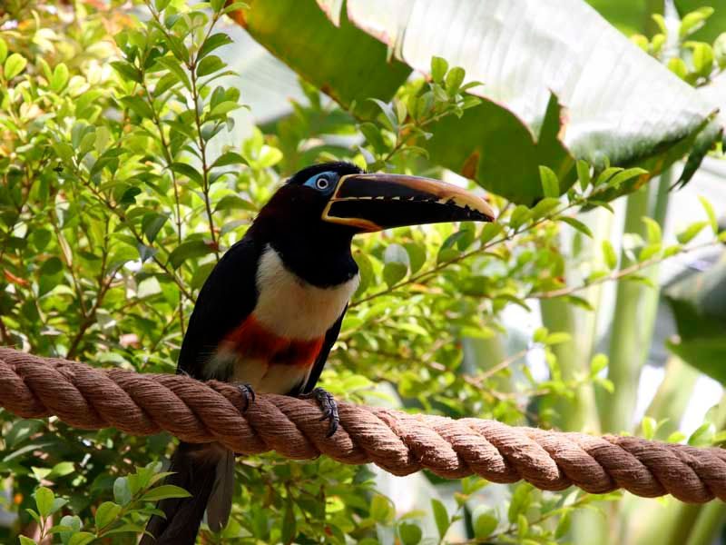 Chestnut-eared Aracari