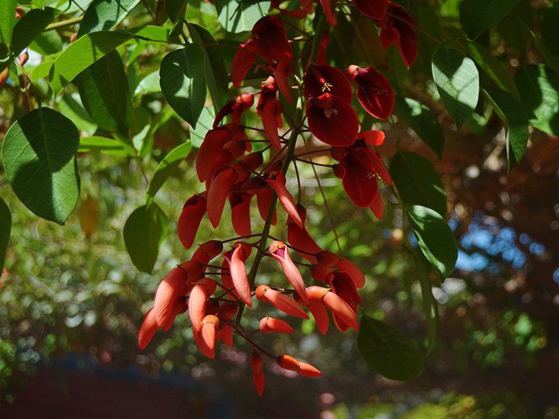 Coral Tree