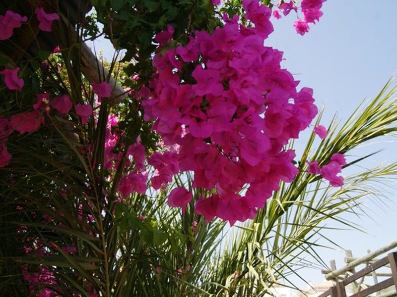 Bougainvillea