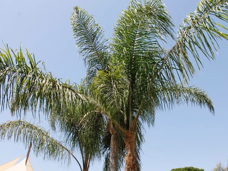 Queen Palm