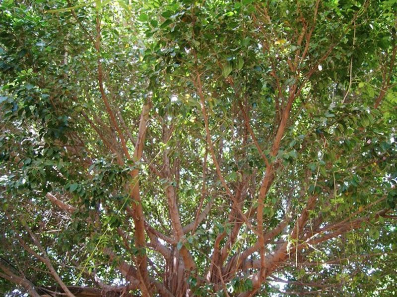 Ficus Benjamina