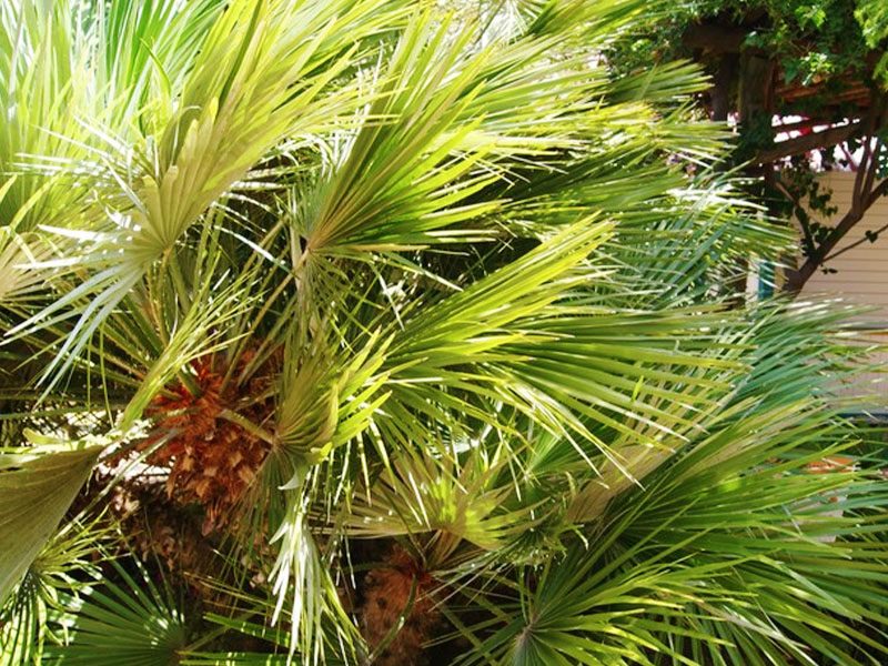 Dwarf Palm