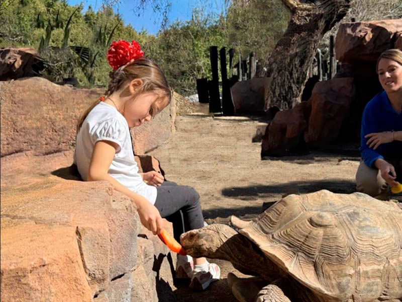 Giant Tortoise Feeding