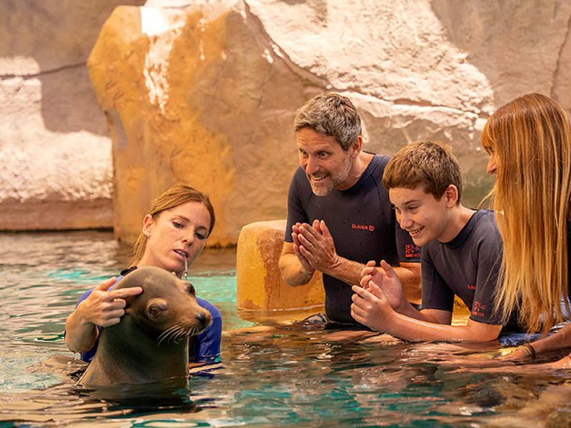 Sea Lion Encounter