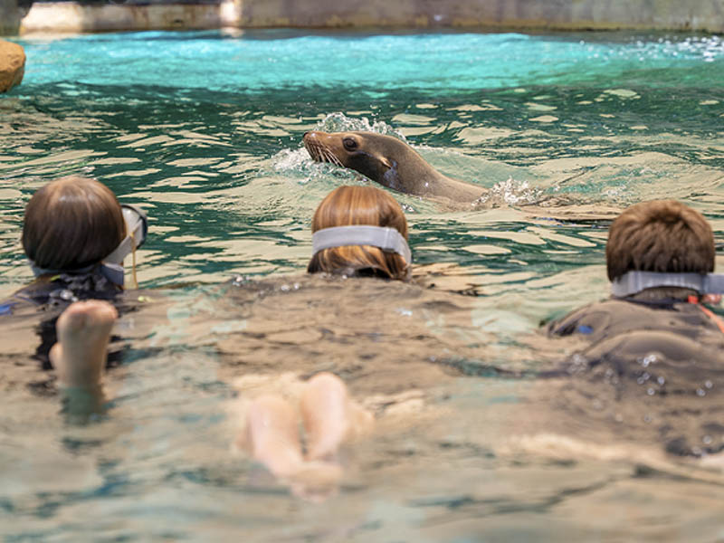 Familia interactuando con los leones marinos de Selwo Marina Benamádena