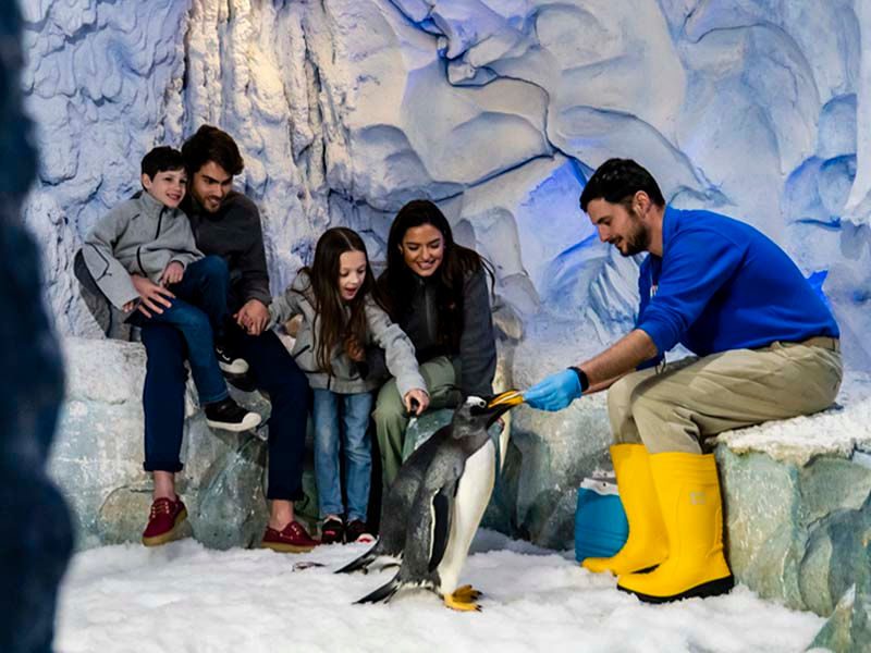 Encuentro con pingüinos