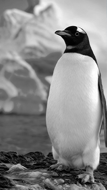 Black Friday en Selwo Marina Benalmádena