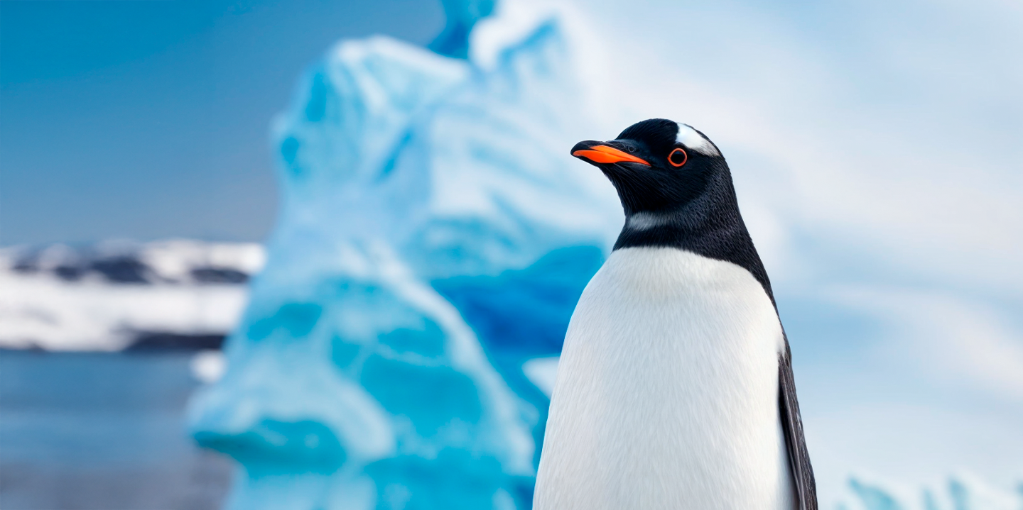 Penguin at Selwo Marina Benalmádena