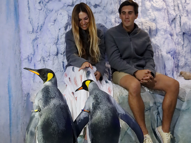 Encuentro con pingüinos en Selwo Marina