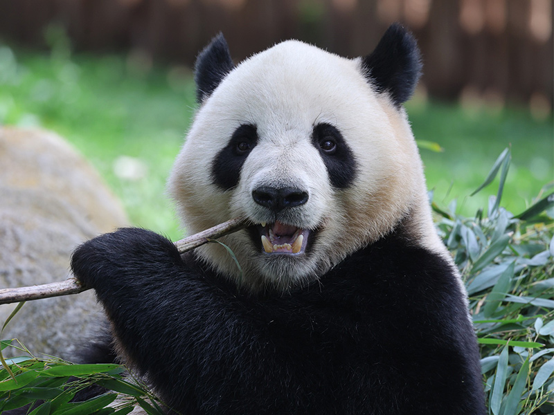 Bono Zoollower en Selwo Marina