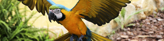 Blue and yellow macaw in Selwo Marina bird presentation