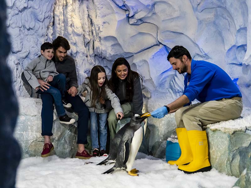 Encuentro con Pingüinos