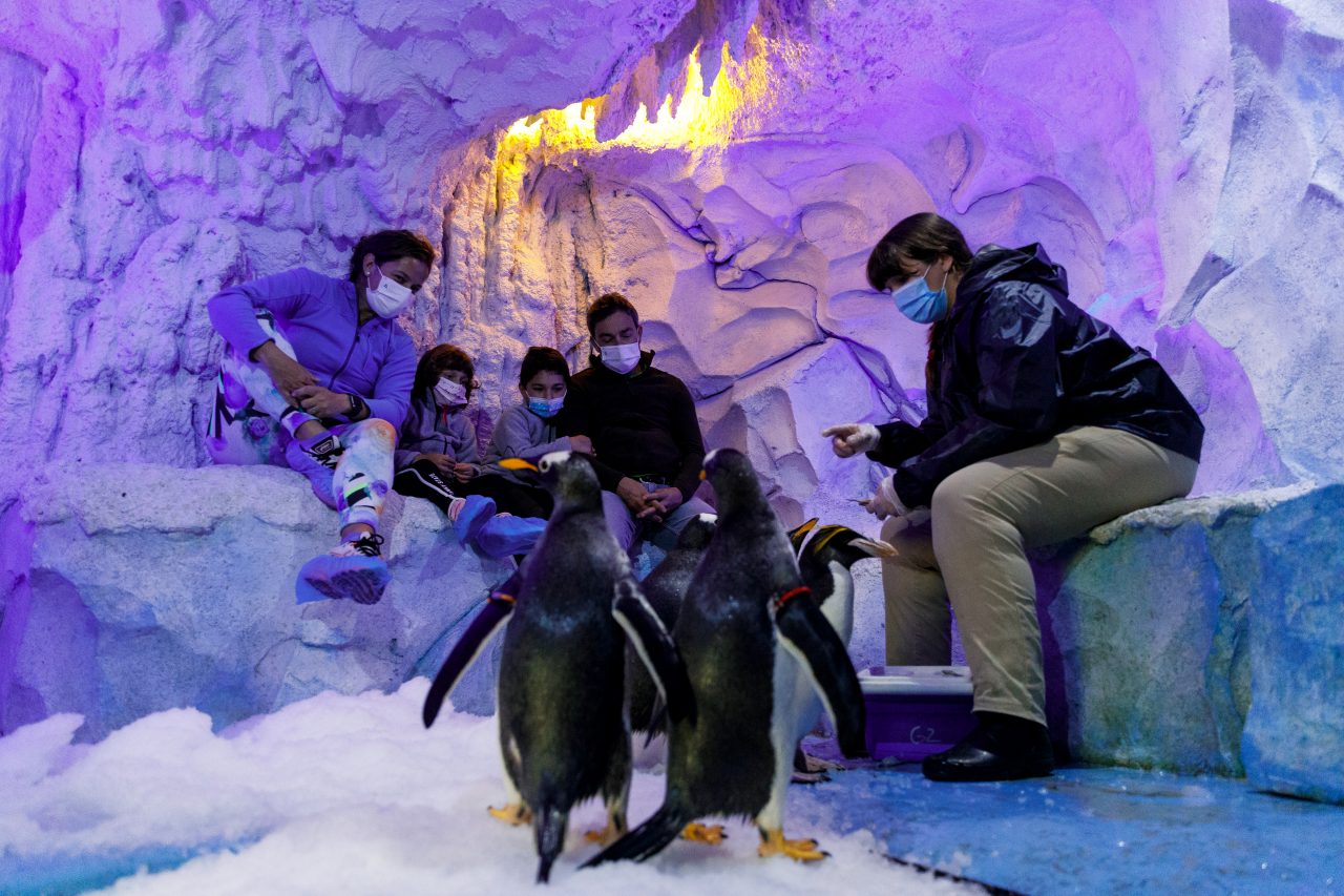 Encuentro con Pingüinos