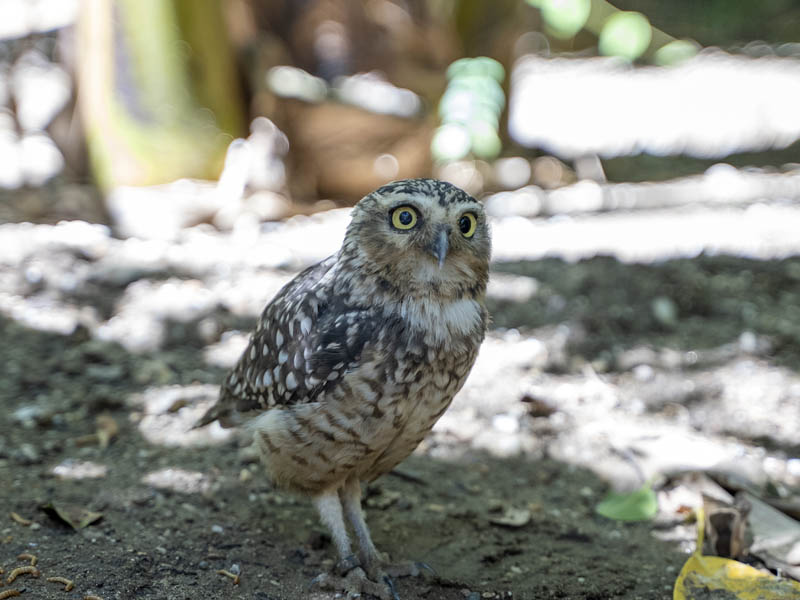 Athene cunicularia