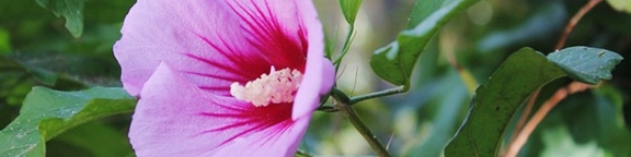 DIST-SWM-Plantas.jpg