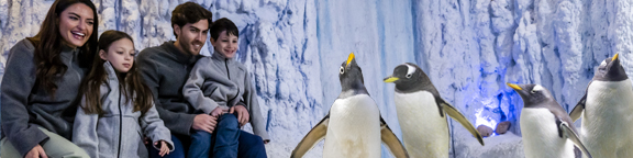 Familia disfrutando del Encuentro con Pingüinos en Selwo Marina