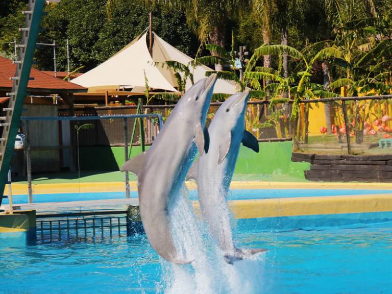 Charla educativa de delfines